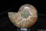 Beautiful Inch Ammonite (Half) #516-1